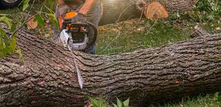 Why Choose Our Tree Removal Services in Claymont, DE?