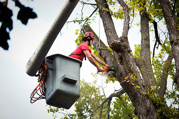 Trusted Claymont, DE  Tree Services Experts